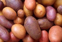 О сортах картофеля